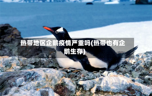 热带地区企鹅疫情严重吗(热带也有企鹅生存)