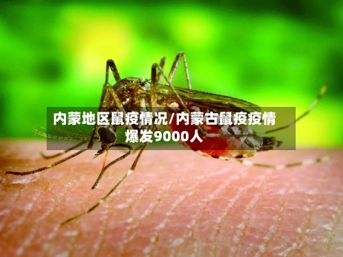 内蒙地区鼠疫情况/内蒙古鼠疫疫情爆发9000人-第2张图片