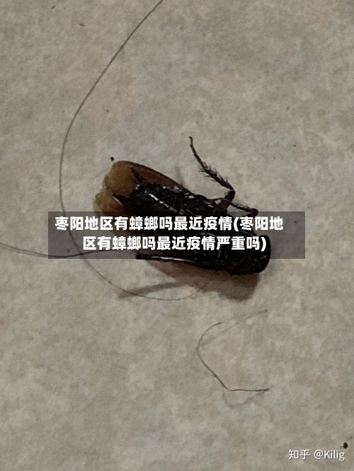 枣阳地区有蟑螂吗最近疫情(枣阳地区有蟑螂吗最近疫情严重吗)-第2张图片