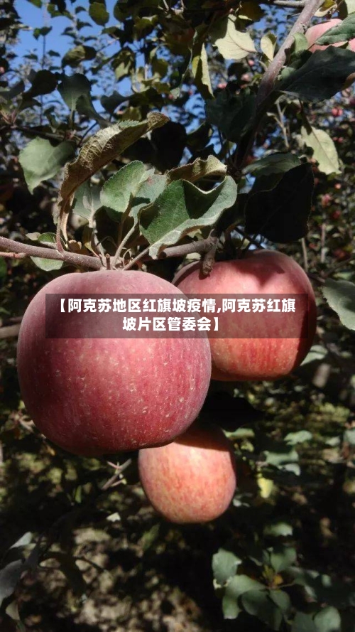 【阿克苏地区红旗坡疫情,阿克苏红旗坡片区管委会】